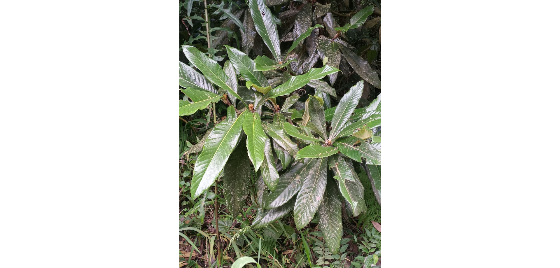 Tỳ bà nhật